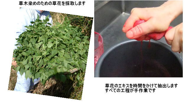 草花の採取。自然の贈り物。